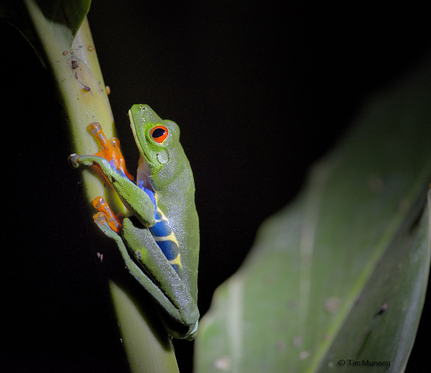 Red-eyed wonder